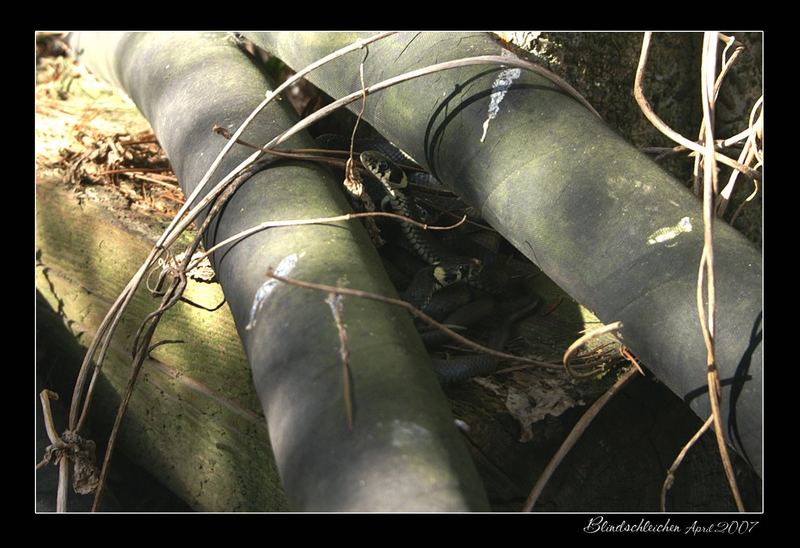 kleine Wuselei im Garten