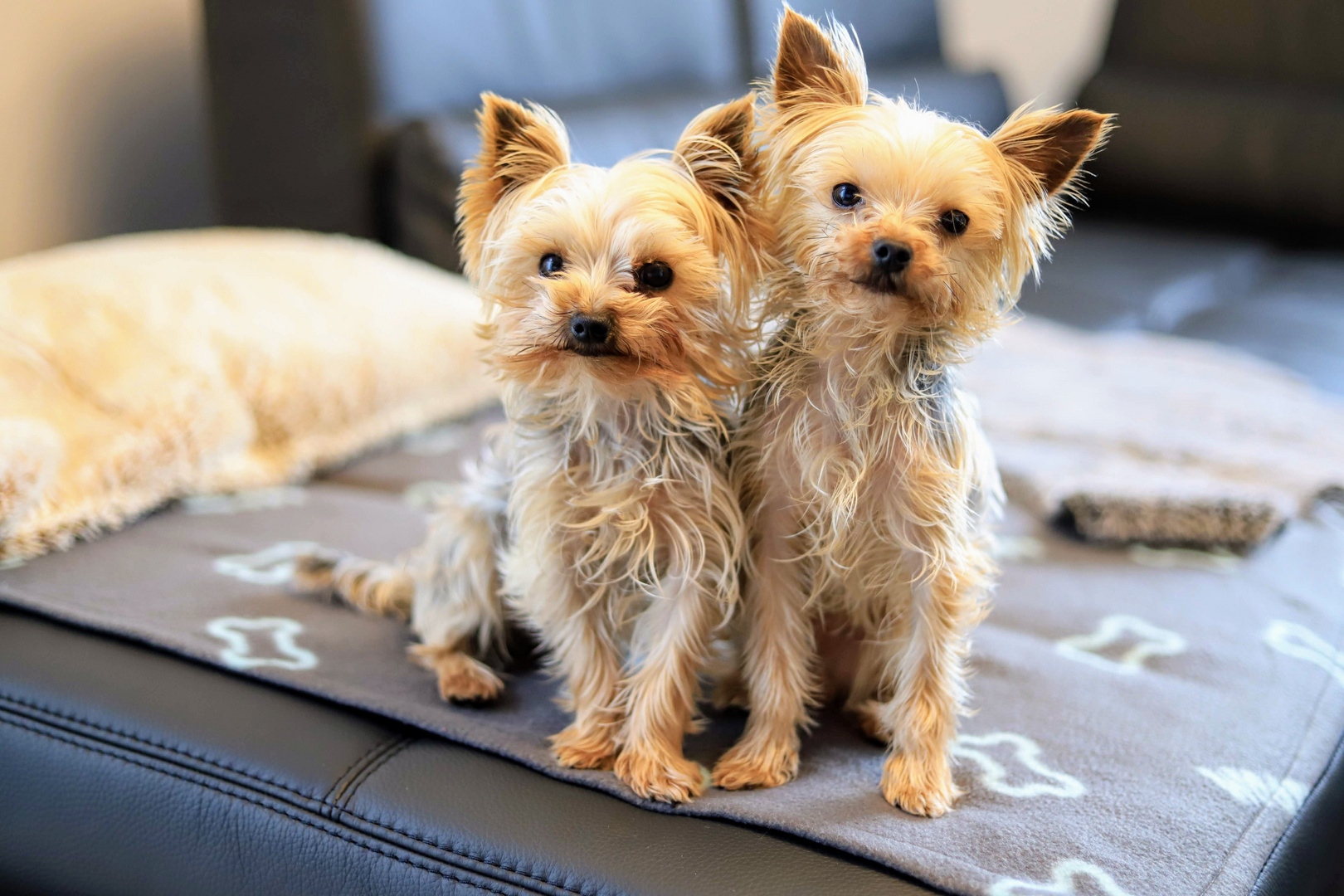 Kleine Yorkies