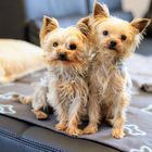 Kleine Yorkies