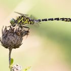 Kleine Zangenlibelle