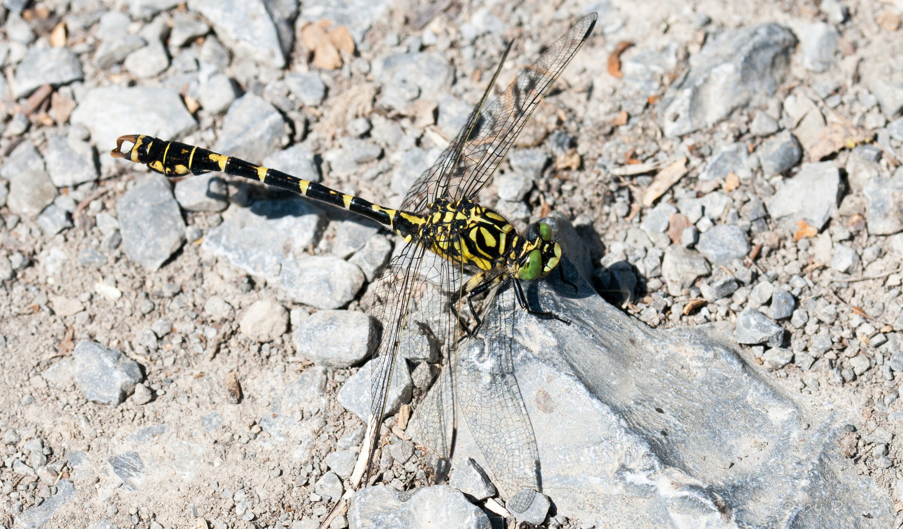 Kleine Zangenlibelle