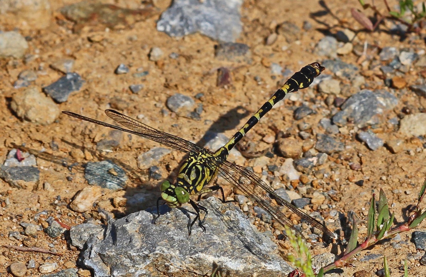 Kleine Zangenlibelle