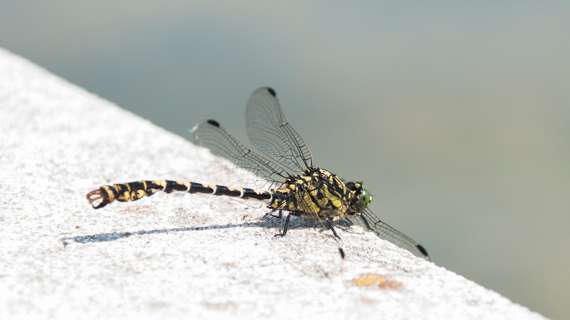 Kleine Zangenlibelle