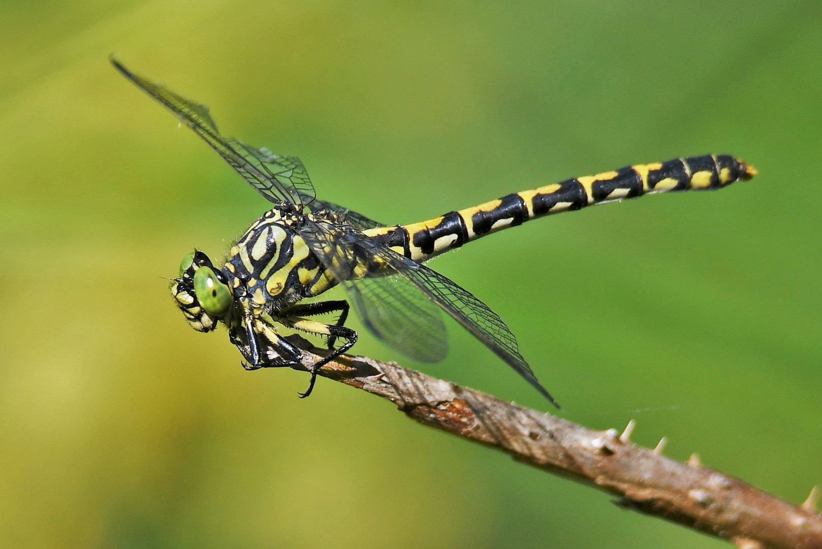 Kleine Zangenlibelle