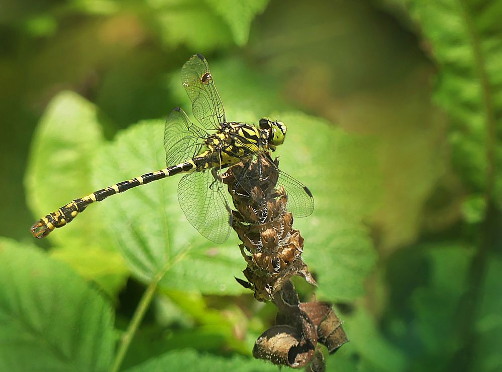 Kleine Zangenlibelle