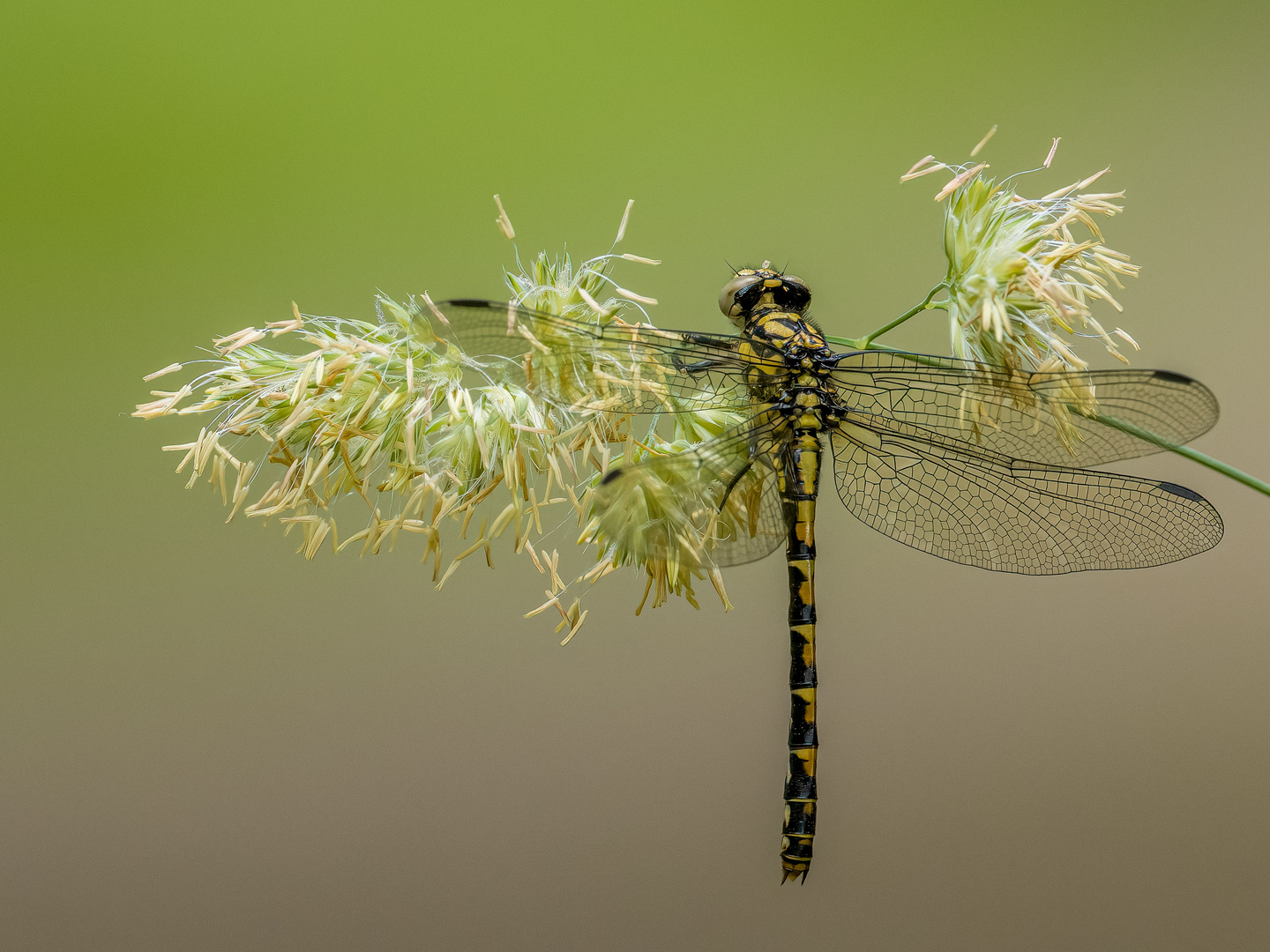 Kleine Zangenlibelle