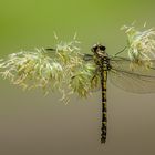 Kleine Zangenlibelle