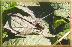 Kleine-Zangenlibelle