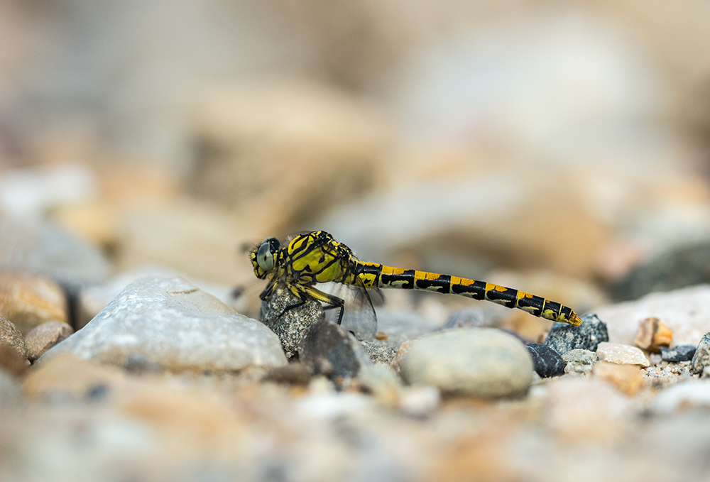 Kleine Zangenlibelle