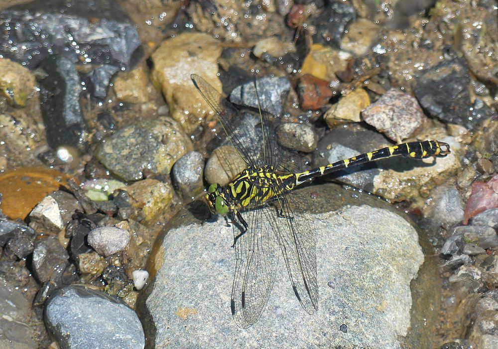 Kleine Zangenlibelle