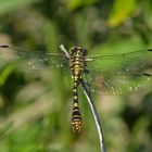 Kleine Zangenlibelle