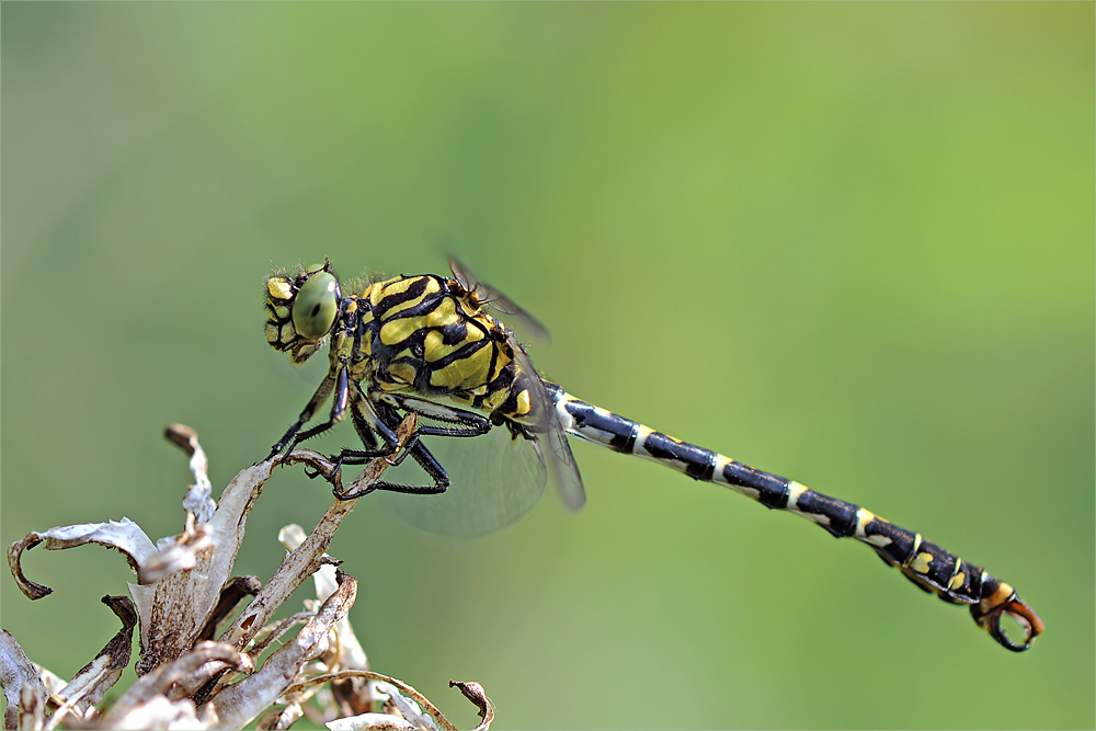 Kleine Zangenlibelle