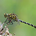 Kleine Zangenlibelle