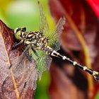 Kleine Zangenlibelle