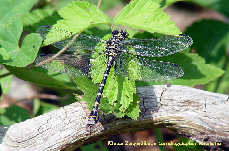 Kleine Zangenlibelle