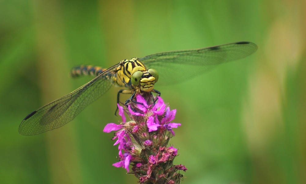 Kleine Zangenlibelle