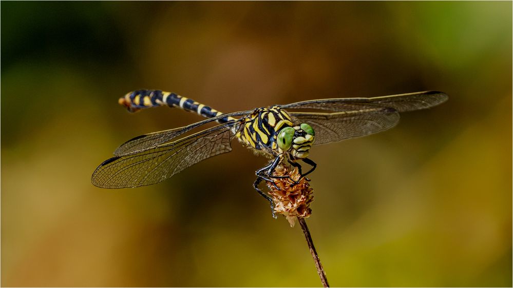 Kleine Zangenlibelle