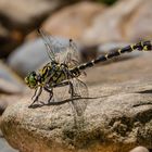 Kleine Zangenlibelle