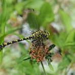 Kleine Zangenlibelle