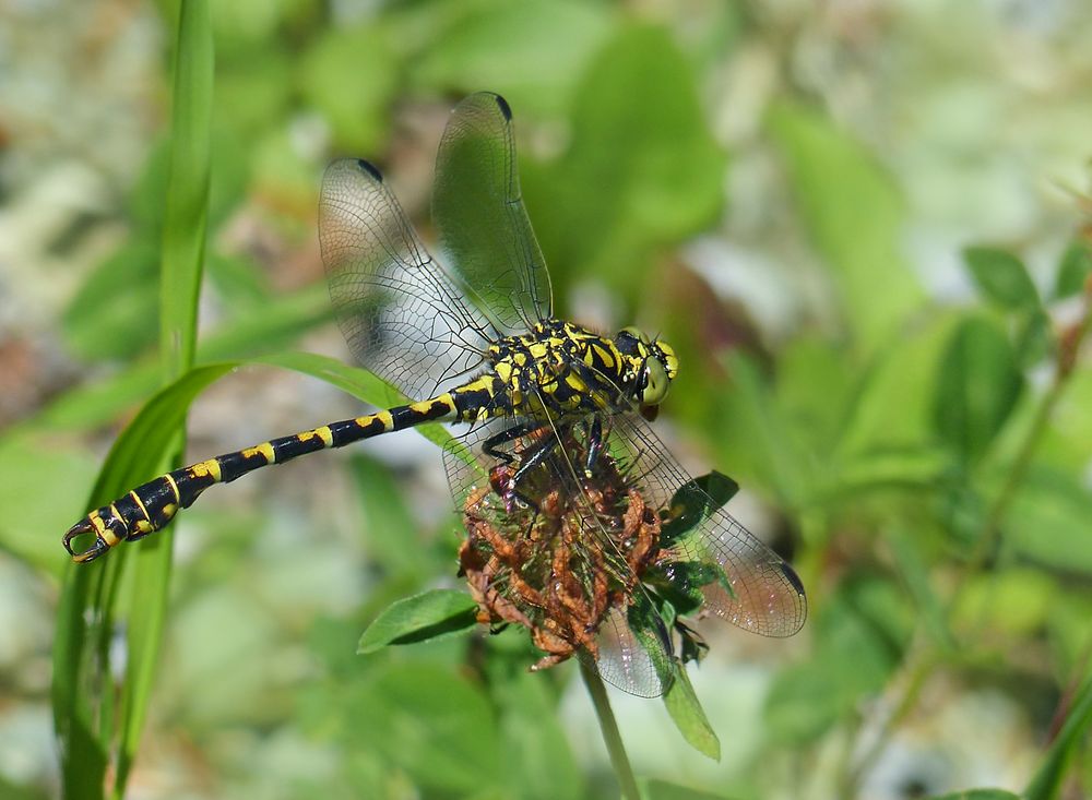 Kleine Zangenlibelle