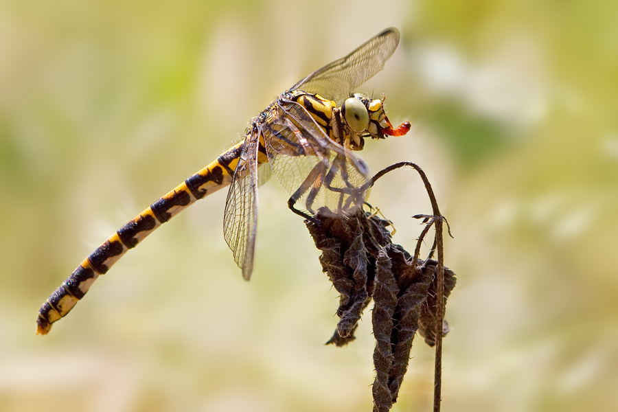 Kleine Zangenlibelle