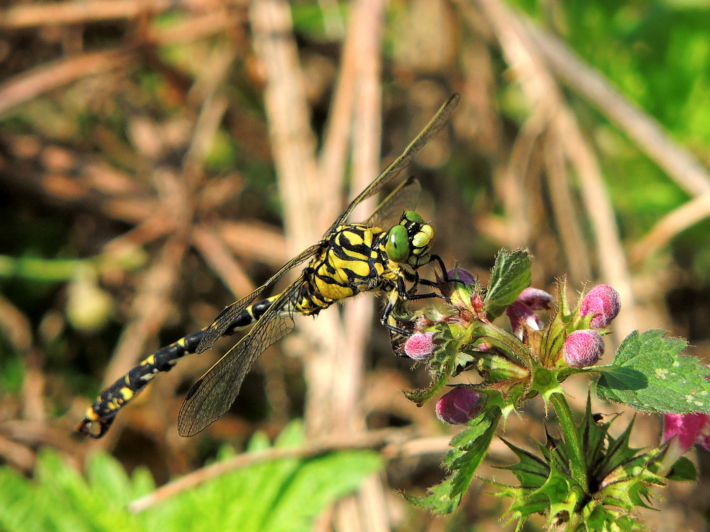 Kleine Zangenlibelle