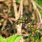 Kleine Zangenlibelle