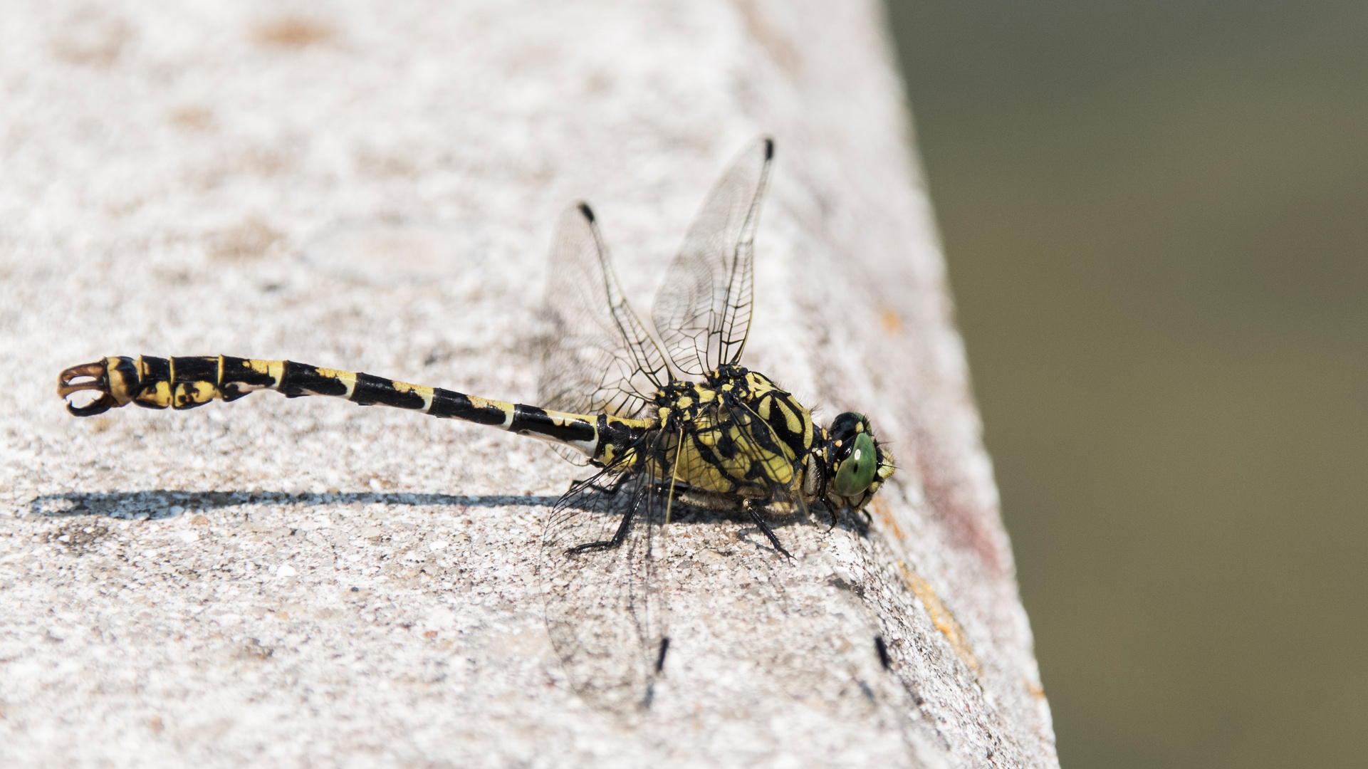 Kleine Zangenlibelle