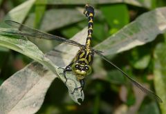 Kleine Zangenlibelle