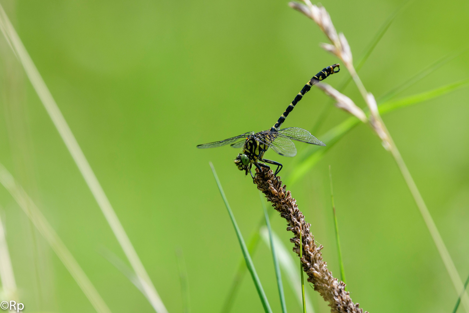 Kleine Zangenlibelle am Nordrand des Schönbuchs