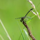 Kleine Zangenlibelle am Nordrand des Schönbuchs