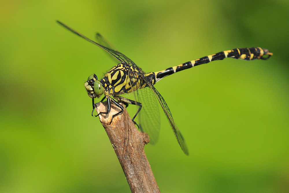 Kleine Zangenlibelle beim Sonnenbad