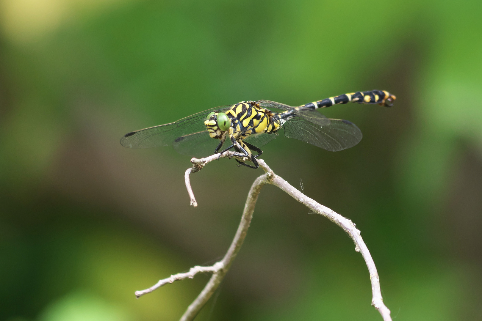 Kleine Zangenlibelle