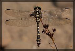 Kleine Zangenlibelle