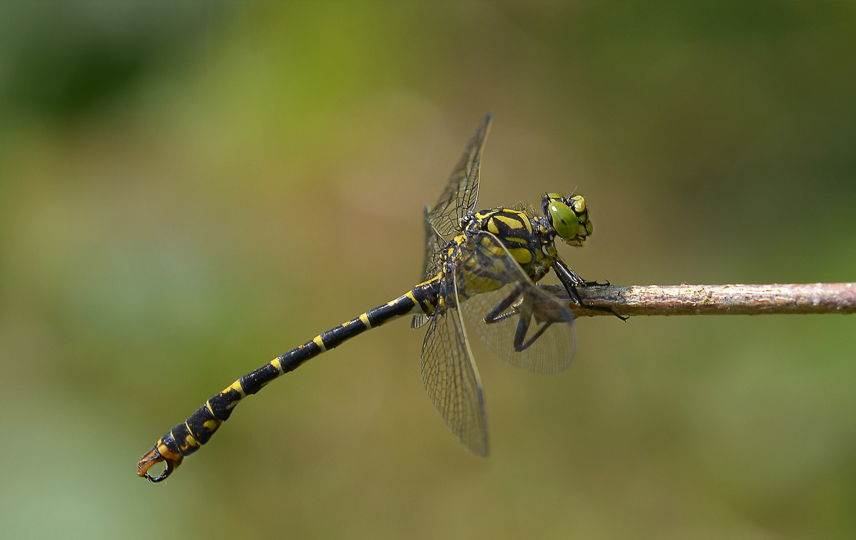 Kleine Zangenlibelle