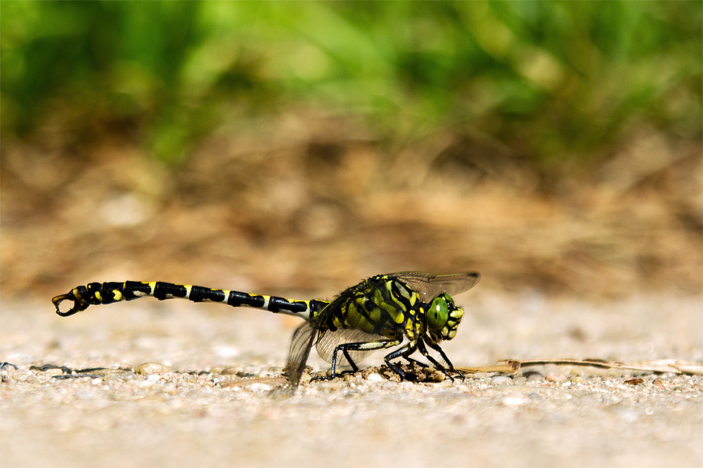 >KLEINE ZANGENLIBELLE