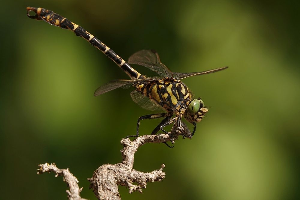 Kleine Zangenlibelle