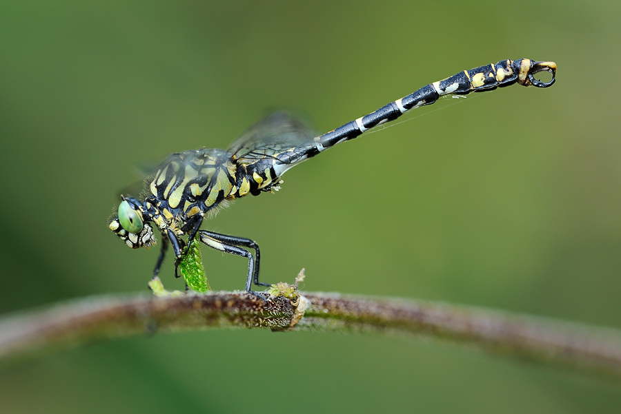 Kleine Zangenlibelle