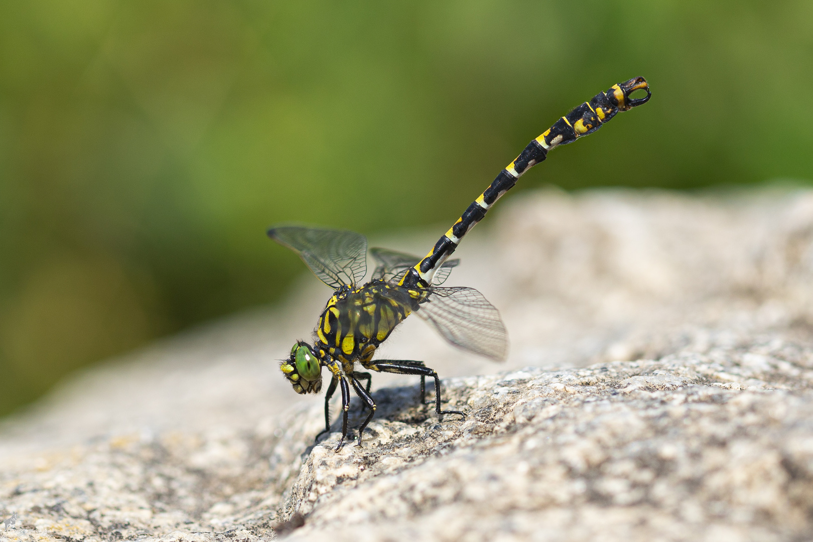 Kleine Zangenlibelle