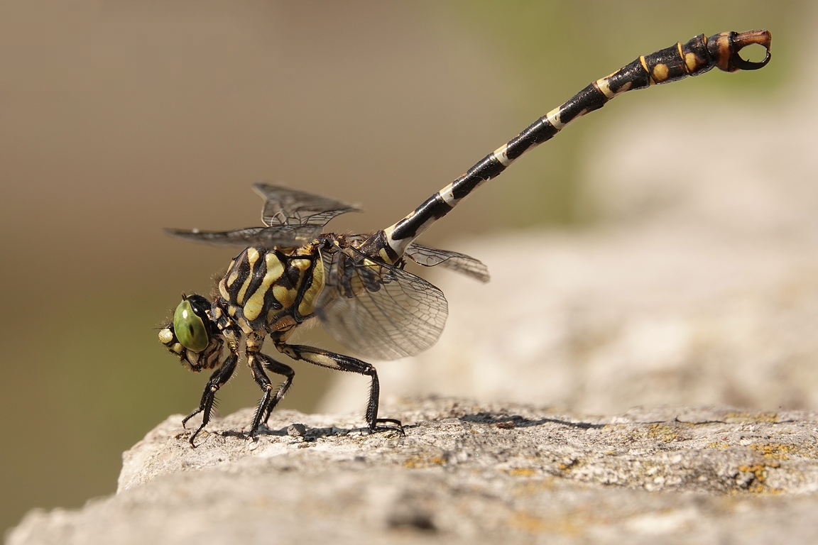 Kleine Zangenlibelle