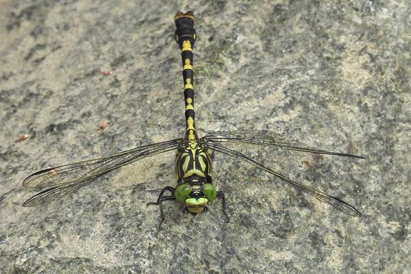 Kleine Zangenlibelle – eine Schönheit an der Modau 01