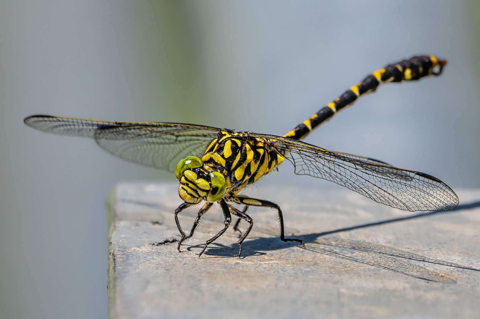 Kleine Zangenlibelle