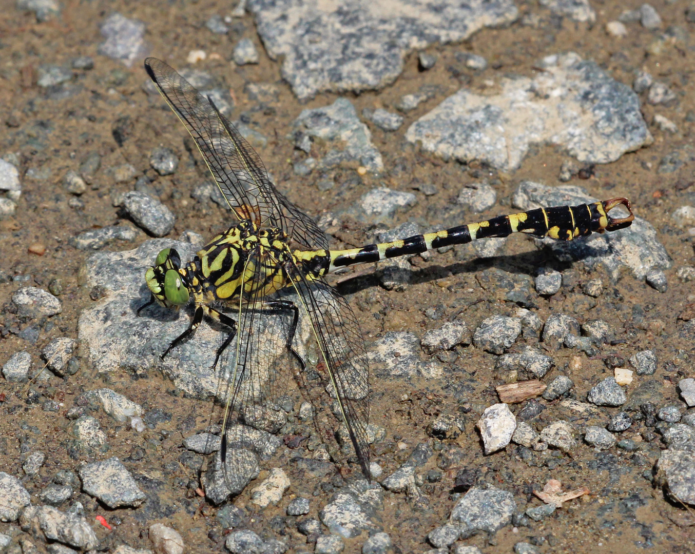 Kleine Zangenlibelle