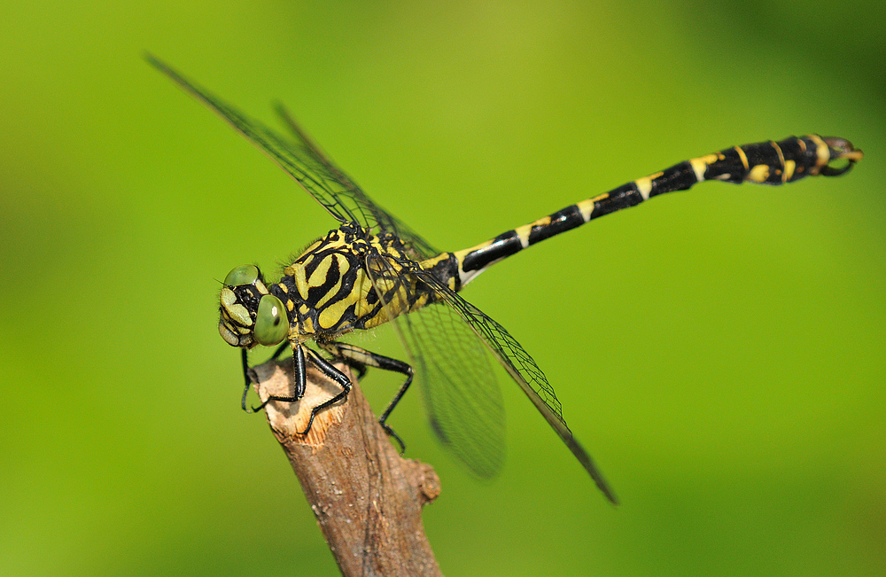 Kleine Zangenlibelle – interessierter Blick