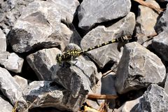 kleine Zangenlibelle Männchen (Onychogomphus forcipatus)