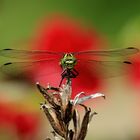 Kleine Zangenlibelle (männlich) mit Rosen