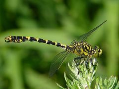 Kleine Zangenlibelle mit Flügelfehler