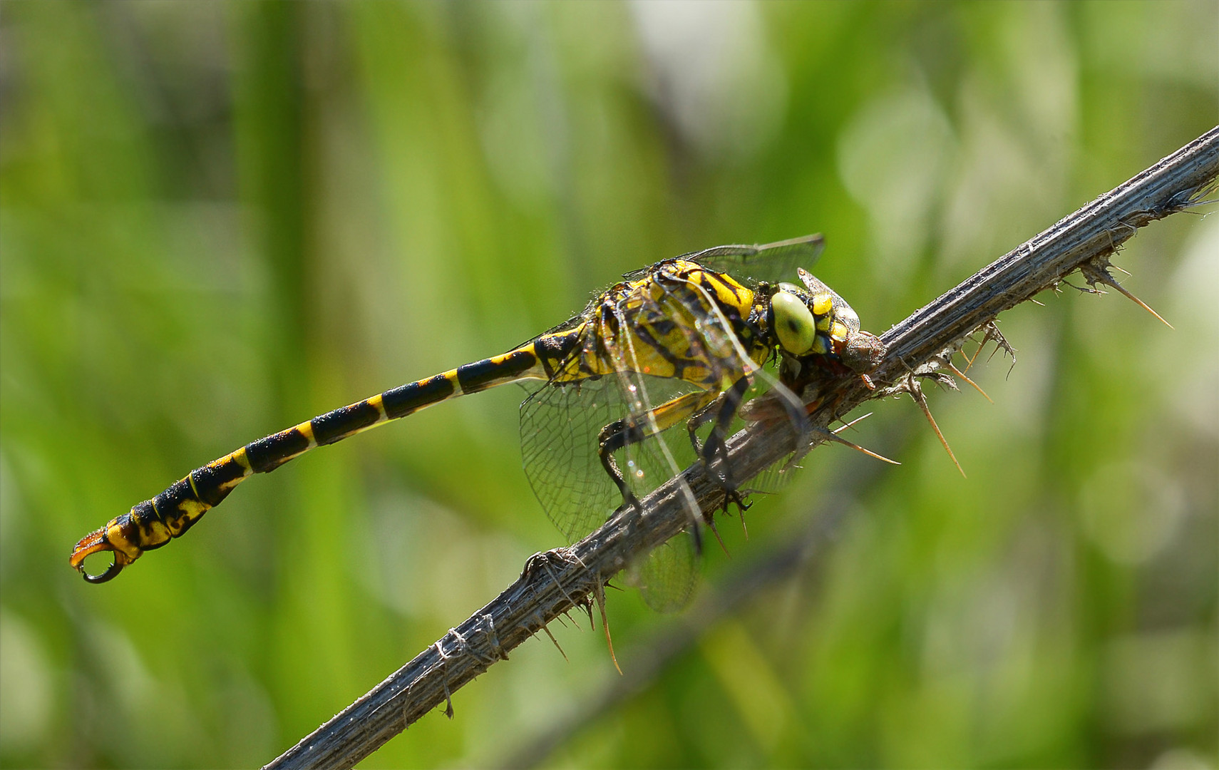 Kleine Zangenlibelle (Onychogomphus forcipatus)