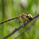 Kleine Zangenlibelle (Onychogomphus forcipatus)