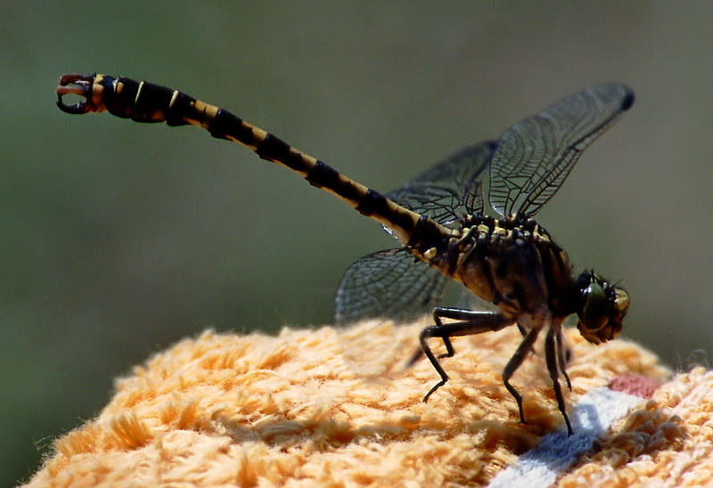 Kleine Zangenlibelle (Onychogomphus forcipatus)